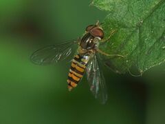 Episyrphus balteatus
