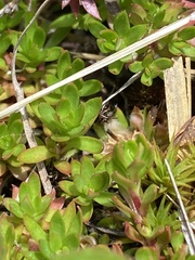 Pyxidanthera barbulata