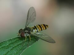 Episyrphus balteatus