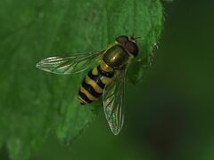 Syrphus