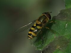 Syrphus