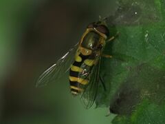 Syrphus
