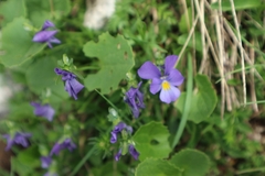 Viola eugeniae