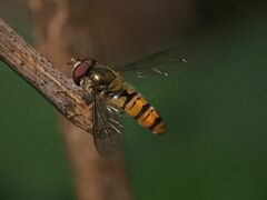 Episyrphus balteatus