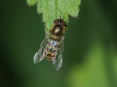 Syrphus