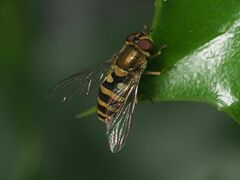 Syrphus