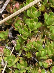 Pyxidanthera barbulata