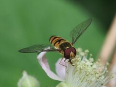 Episyrphus balteatus