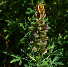 Crotalaria goreensis
