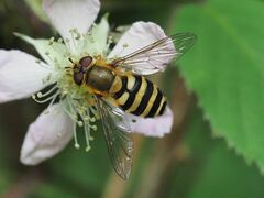 Syrphus