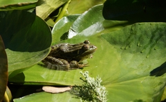 Lithobates chiricahuensis