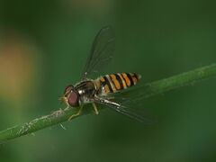 Episyrphus balteatus