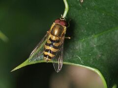 Syrphus