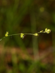 Carex disperma