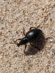 Otiorhynchus atroapterus