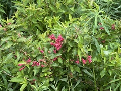 Weigela florida