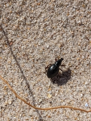 Otiorhynchus atroapterus