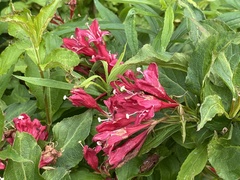 Weigela florida