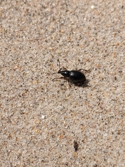 Otiorhynchus atroapterus