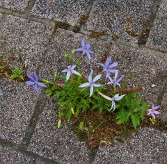 Lithotoma axillaris