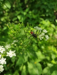Cantharis pellucida