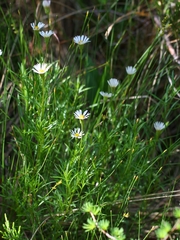 Erigeron hyssopifolius