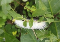 Apatelodes torrefacta