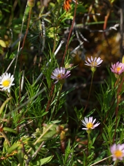 Erigeron hyssopifolius