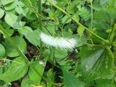 Apatelodes torrefacta