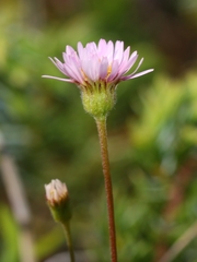 Erigeron hyssopifolius