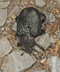 Osmoderma scabra