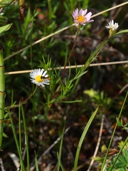 Erigeron hyssopifolius
