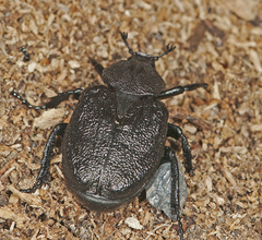 Osmoderma scabra
