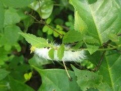 Apatelodes torrefacta