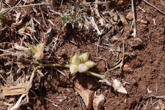 Tripodion tetraphyllum