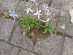 Lithotoma axillaris