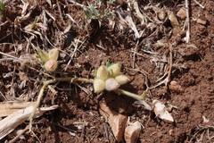 Tripodion tetraphyllum