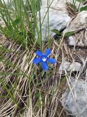 Gentiana verna