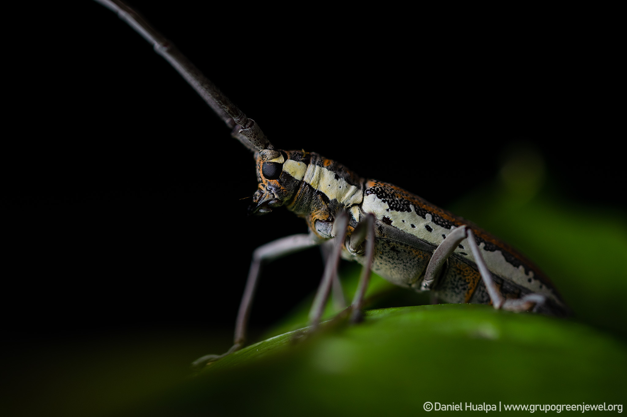Neoptychodes image