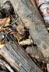 Hadrobunus maculosus