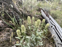 Pterocaulon alopecuroides