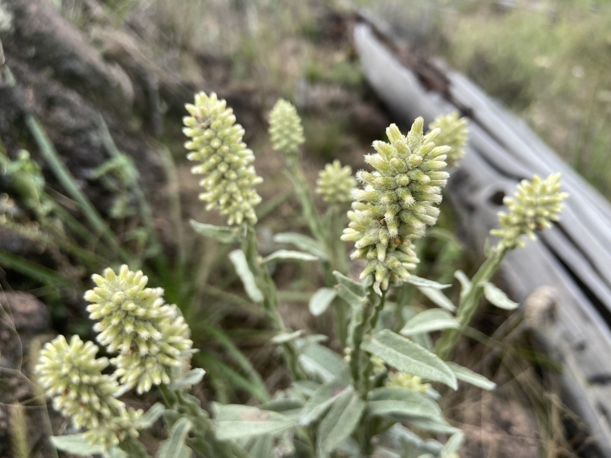 Pterocaulon