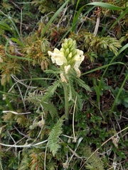 Pedicularis tuberosa