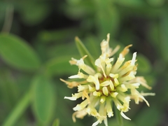 Trifolium ochroleucon