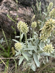 Pterocaulon alopecuroides