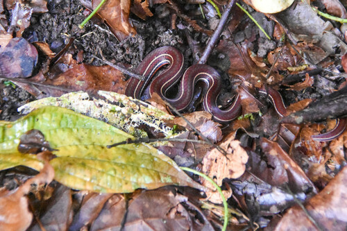 Striped glasstail, Urotheca guentheri