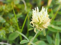 Trifolium ochroleucon