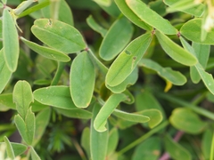 Trifolium ochroleucon