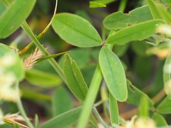 Trifolium ochroleucon
