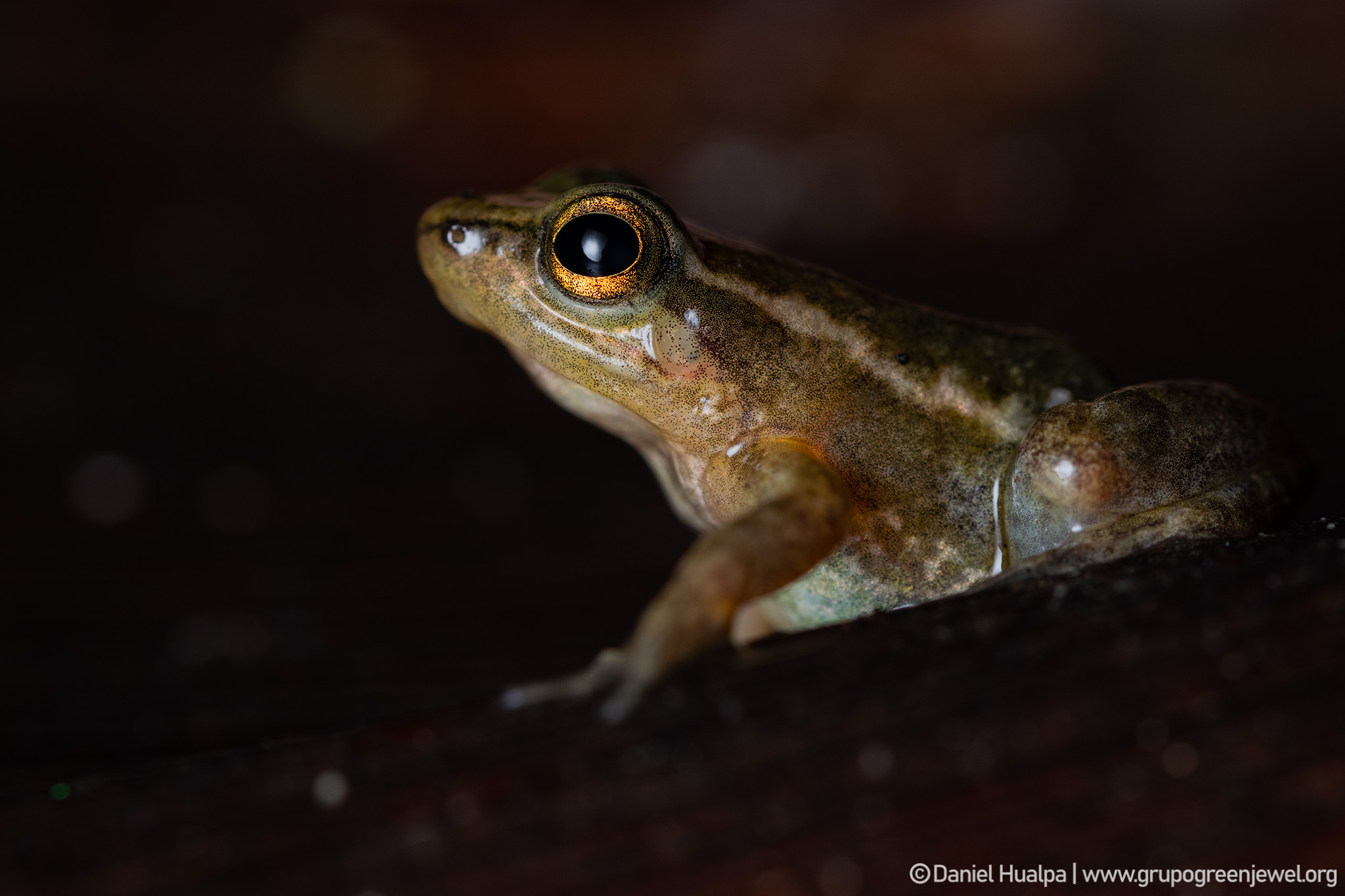 Hyloxalus elachyhistus image